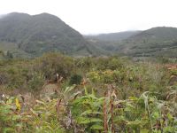 Terrain