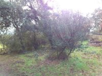 Terrain