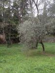 photo de l'annonce I-482177 Terrain