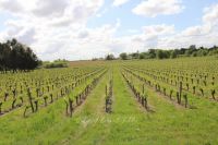 Proprit viticole 166m²
