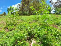 photo de l'annonce I-3504079 Terrain
