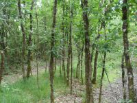 photo de l'annonce I-3525504 Terrain