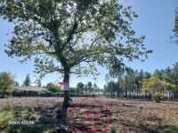 photo de l'annonce I-3553020 Terrain