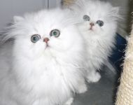 Chatons persan contre bon soins