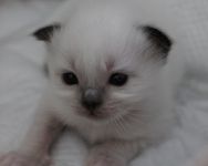 Chatons birman  donner de suite