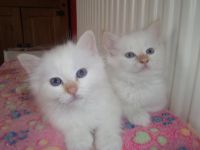 Dons chaton non loof