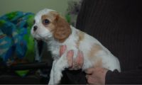 Chiots Cavalier King Charles