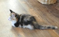 Adorable chaton Norvegien Disponible