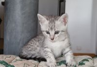 Chatons British Shorthair disponible de suite