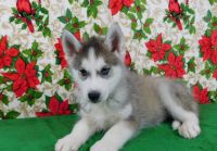 Deux chiots Husky Sibriens