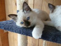 jeunes chatons d'appartement