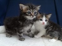 Superbes chatons