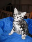 dONNE pETIT CHAT