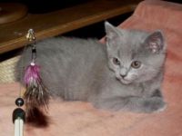 Adorables Chatons chartreux