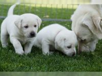 Chiots Labrador