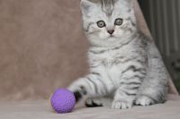 Chatons British Shorthair