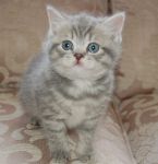 Chatons a donner de race British Shortair