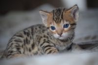 Magnifique Chaton Bengal