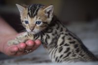 chaton tigre de race bengal