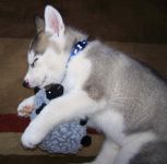 husky Sibrien aux yeux bleu