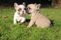 chiot bouledogue franais