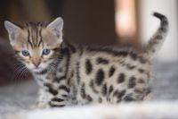 Trs Doux Chaton Bengal  Adopter