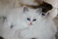 Chaton ragdoll contre Bon soin