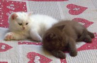 ADORABLES CHATONS BRITISH SHORTHAIR