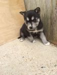 ADORABLES CHIOTS POUR ADOPTION