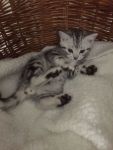Chatons British Shorthair a donner