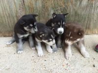 Chiot Types Husky Siberien Disponibles