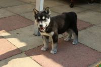 Magnifique Chiots Husky Siberien  Sibrie