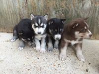 Chiots Husky Lof De 3 Mois