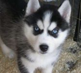 Chiot Types Husky Siberien Disponibles