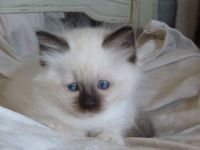 Chatons