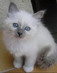 Adorables chatons birman