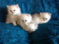 Chatons persan contre bon sion