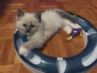 Ragdoll disponible de suite