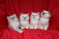 Adoption chaton sacre de birmanie