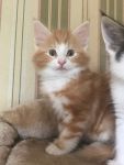 Adoption chatons Norvgien