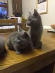 Chatons Blue russe pour adoption