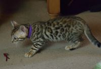 Chaton bengal a donner