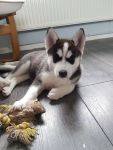 Chiots husky siberien a donner