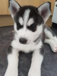 Chiot husky siberien