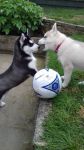 magnifique chiots husky siberien