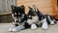 Adorable chiot husky siberien a donner