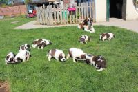 Magnifique porte de 8 chiots saint bernard