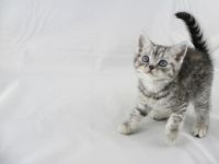 Mimi chat  donner