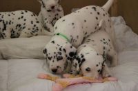 Adoption chiots 4 Dalmatien LOF