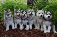 Adoption chiots husky siberian